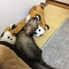 ティッティへの画像