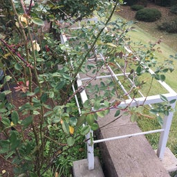 画像 ツアー１，旧古河庭園のバラ の記事より 6つ目