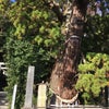 いわき市(大國魂神社)の画像