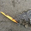 鹿島灘サーフヒラメの画像