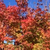 紅葉。の画像