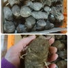里芋(趣味の園芸)の画像