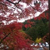 紅葉～善峯寺の画像