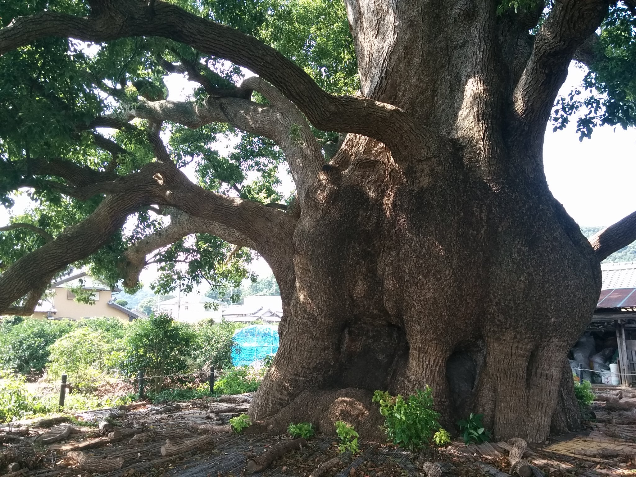 愛知 県 の 木