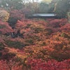 秋の京都観光 紅葉狩りの画像