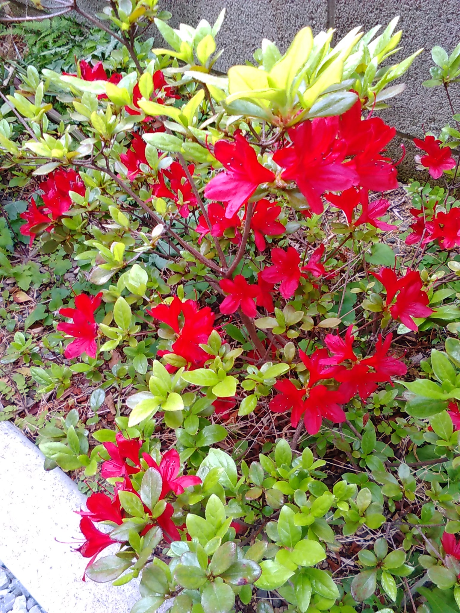 赤い花白い花
