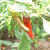 鮮やかな獅子唐のイタリアンレッドに魅せられて｜庭で育てる季節野菜・ハーブ＆フルーツ・家庭菜園の画像