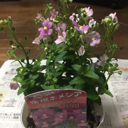 画像 小さな花苗の仮定植 の記事より 2つ目