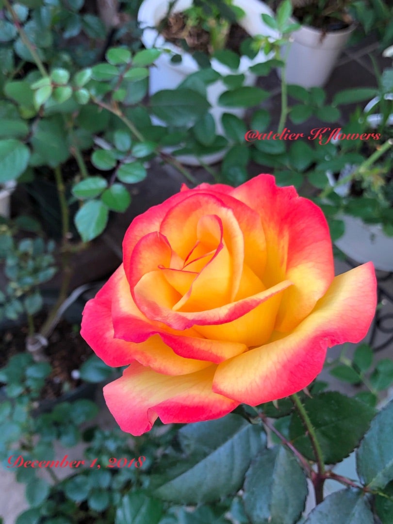 バラ、チャールストン〜庭の花 | 武蔵小杉のプリザーブドフラワー