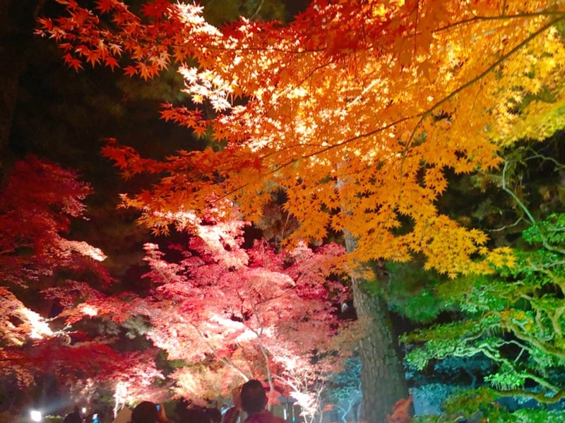 高松 栗林公園の紅葉ライトアップ とぎもち韓国で毎日るんるん