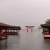 雨の厳島神社。の画像
