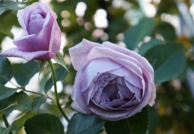 バラの冬剪定の時期とやり方 バラの家セミナー ママの薔薇のブログ