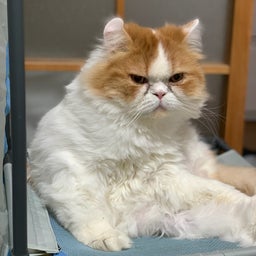 画像 いつも間にか｡｡ の記事より 3つ目