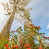 ユーカリの木とワラタという花の画像
