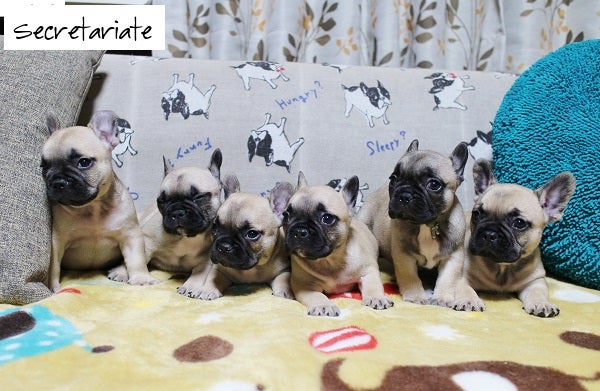 フレンチブルドッグ フォーンの可愛い子犬たち フレンチブル Wコーギー トイプードル セクレタリアート犬舎 ルンルンのブログ