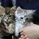 メインクーンの子猫、ジュピター君とヴィーナスちゃんが新しいお家へ！の記事より