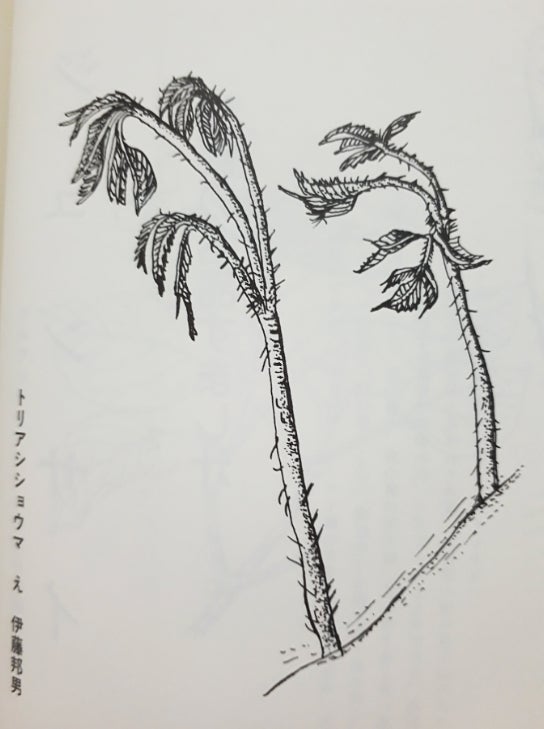 トリアシショウマ 佐渡島の植物と民俗