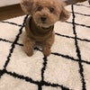 今年の振り返り 12月までの画像