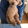ショコラが人間化している最近の画像