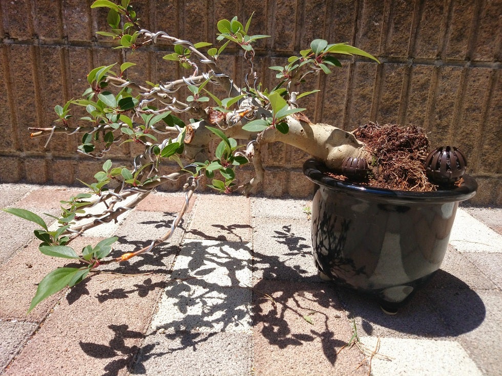 垂糸海棠の整姿 | Vintage Bonsai 〜盆栽&北欧ヴィンテージ〜 垂糸海棠の整姿 | Vintage Bonsai 〜盆栽&北欧ヴィンテージ〜