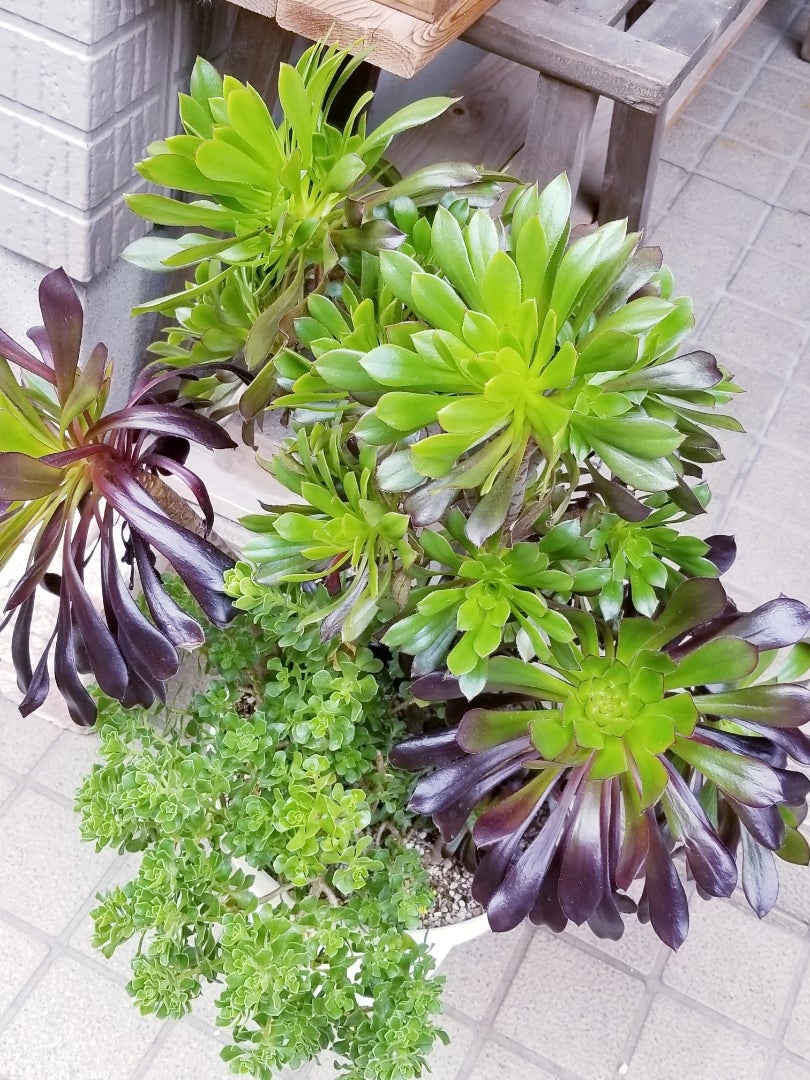 うちのアエオニウム特集(^^) | 多肉植物大好きな初心者のブログ うちのアエオニウム特集(^^) | 多肉植物大好きな初心者のブログ