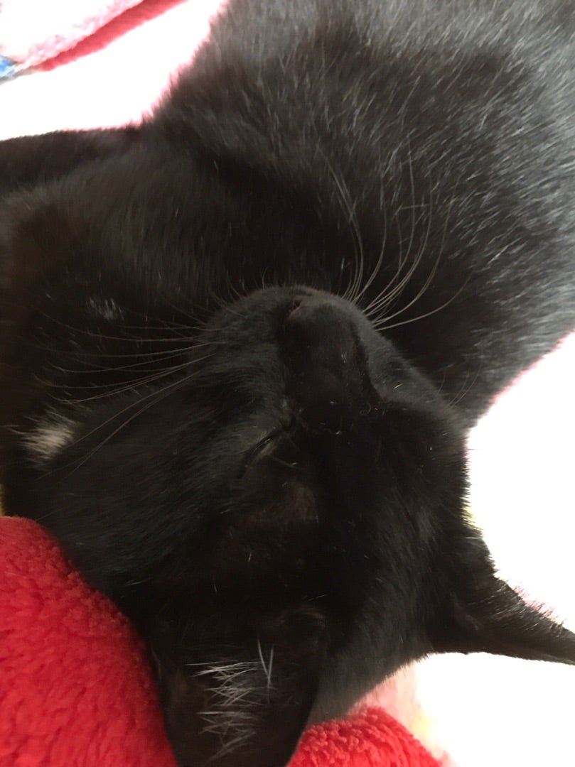 愛猫くぅ…☆の記事画像