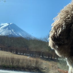 画像 新年は富士山の麓で過ごしました の記事より 1つ目