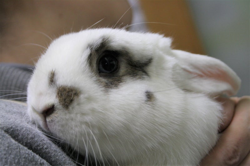 ウサギの好物 おやつ 札幌のうさぎ専門店 Mon Lapin のブログ