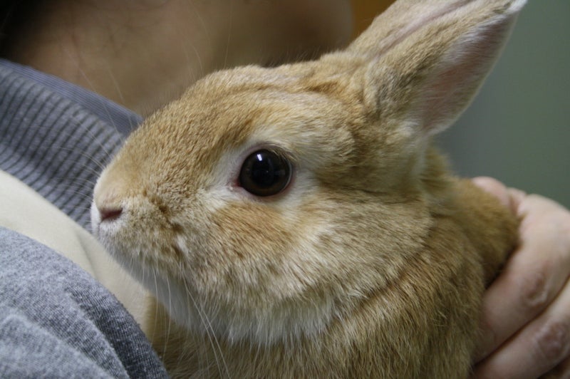 ウサギの好物 おやつ 札幌のうさぎ専門店 Mon Lapin のブログ