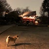 根津神社に夜散歩行ってきたよ～の画像