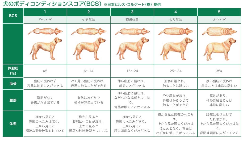 犬猫の適性体重について | マディー動物病院のAmebaブログ