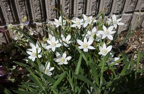 この花の名は 春に白い花咲く球根 白い花たちの庭 気長にガーデニング