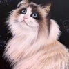 ≪猫の肖像画≫の画像