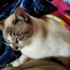 犬と猫と寝てみたら、寝れなかった件の画像