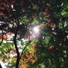 十一話　「我が家にテレビ」の画像
