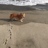 ここ掘れワンワンの画像