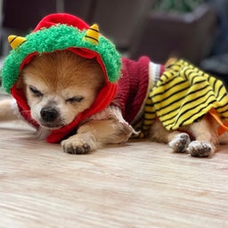 画像 うちの老犬は鬼ん子 の記事より