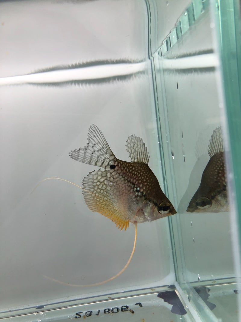 面白い生態を持つ熱帯魚 新しい生き餌 ペットの専門店コジマベイタウン横浜本牧店アクアコーナーブログ