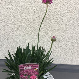 画像 アルメリア、ミツバチの宝石 の記事より 1つ目