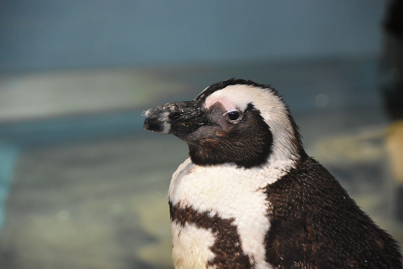 可愛いペンギン ニフレル 植物の写真館