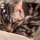 猫が完全に眠るまでの50秒の記事より