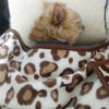 我が家の一人息子（チワワですが　ナニか？）の画像