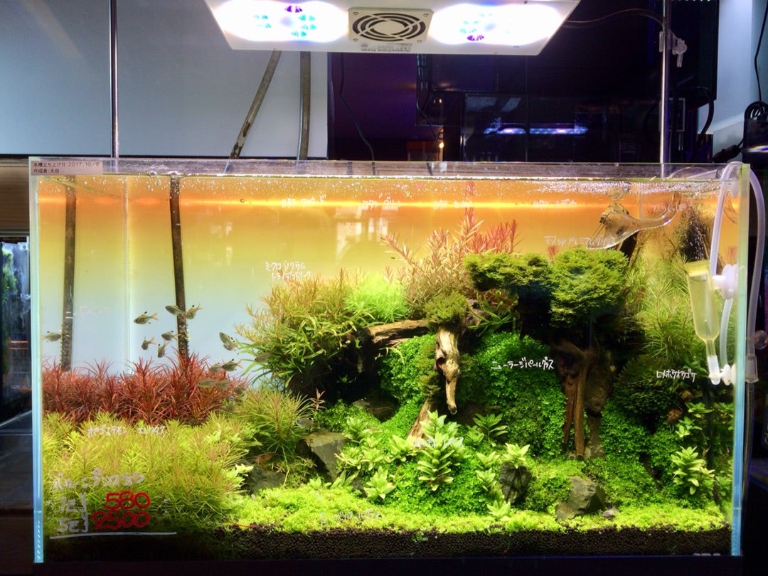 gex 新商品入荷 熱帯魚 シュリンプ 水草 アクアテイラーズ淡水魚倶楽部 gex 新商品入荷 熱帯魚 シュリンプ 水草 アクアテイラーズ淡水魚倶楽部