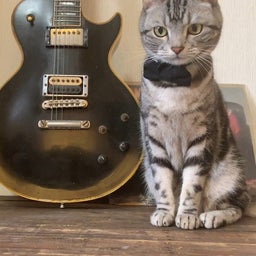 画像 内弁慶な猫（3日前のギターと猫」の続き） の記事より 2つ目