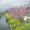 菜の花と桜の画像