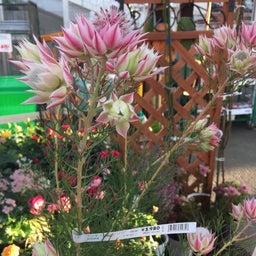 画像 彼岸桜の開花と紫陽花とセルリア の記事より 3つ目