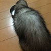 わたちの名前はこゆきの画像