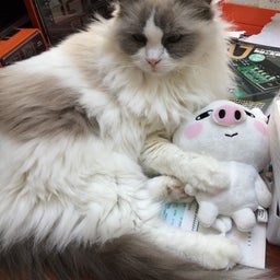 画像 N-VANがやって来た！ の記事より 6つ目
