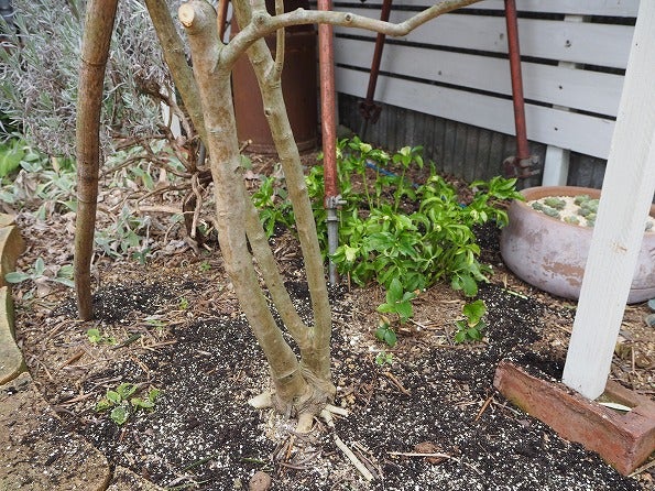 地植えのオリーブとラベンダーに堆肥散布 Olivegardening With Succulent
