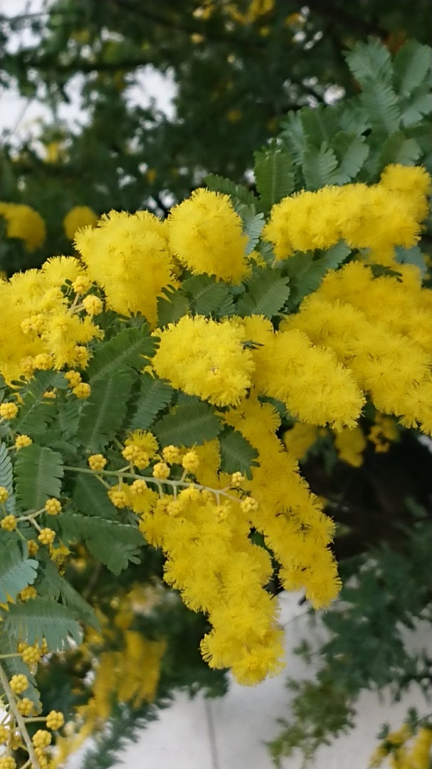 ミモザ アカシア 季節の花と花言葉 Kensan 0427さんのﾌﾞﾛｸﾞ